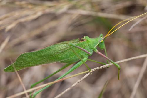 Acrometopa italica